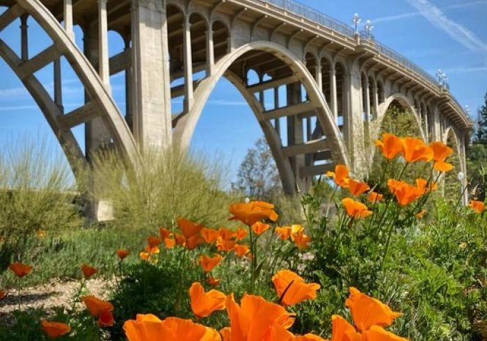 Bright orange California poppies in front of the Colorado Bridge